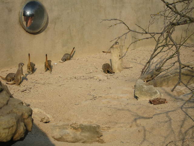 Meerkats
