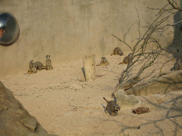 Meerkats