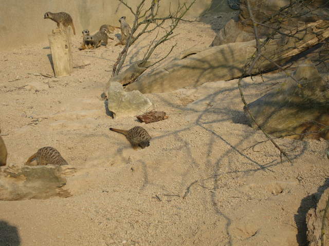 Meerkats