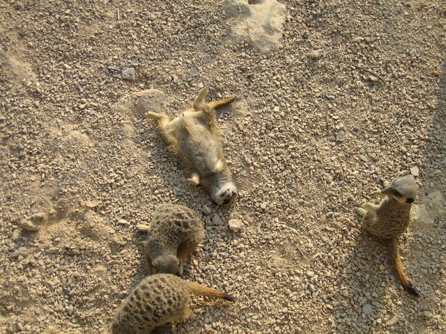 Meerkat