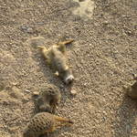 Meerkat