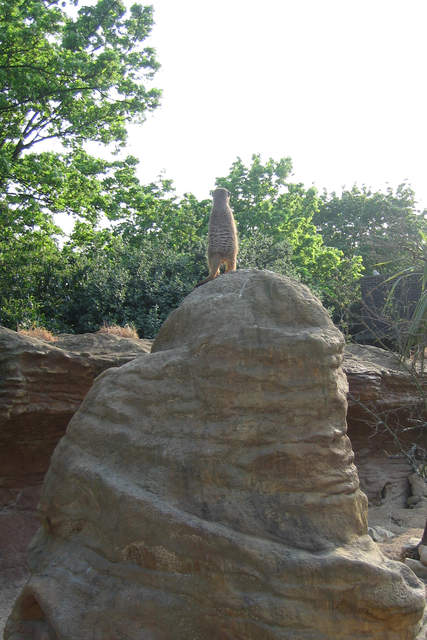 Meerkat standing guard