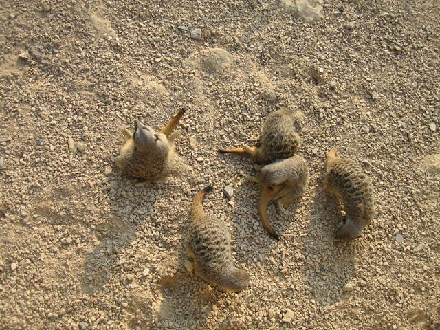 Meerkats