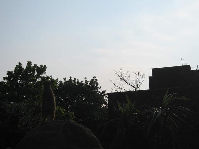 Meerkat standing guard