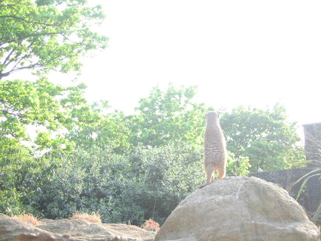 Meerkat standing guard