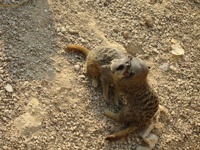 Sleeping Meerkats