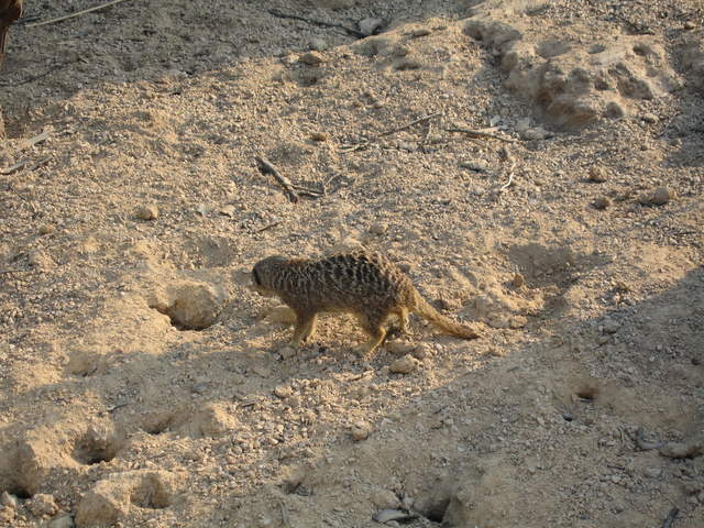 Meerkat