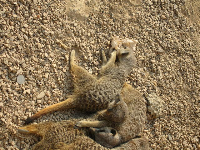 Meerkats playing with paper