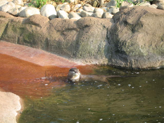 Otters