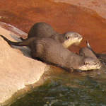 Otters