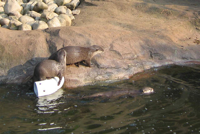Otters