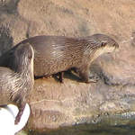 Otters
