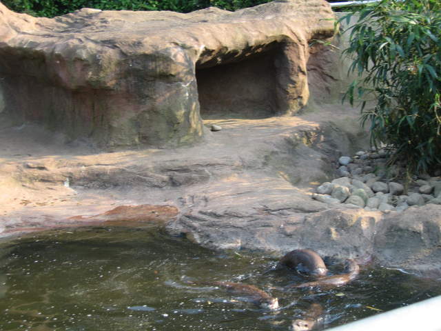 Otters