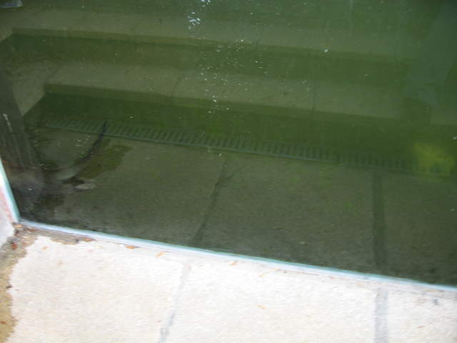 Otters underwater