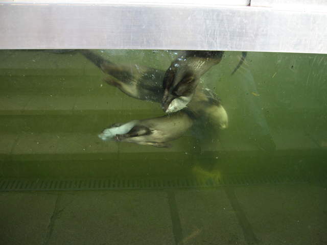 Otters underwater