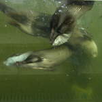 Otters underwater