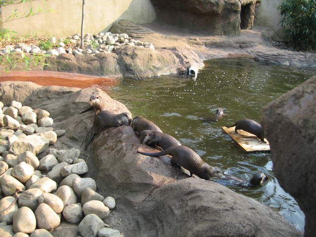 Otters