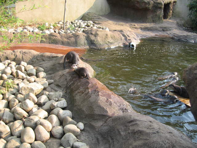 Otters