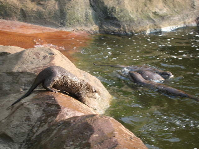 Otters