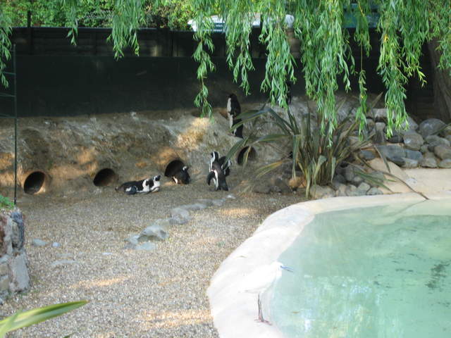 Penguins