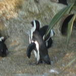Penguins