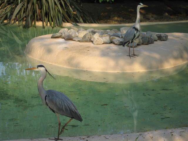 Herons