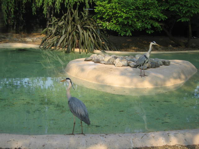 Herons