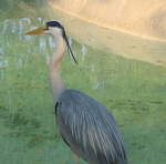 Herons