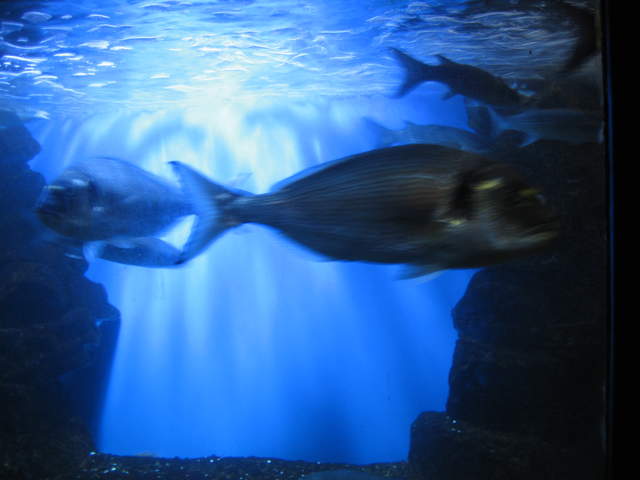Fish
