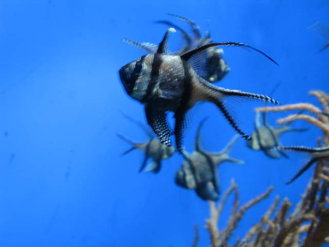 Fish