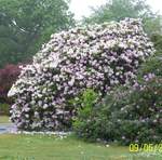 Exbury Gardens
