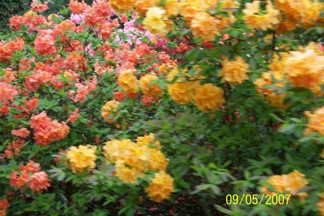 100_0499