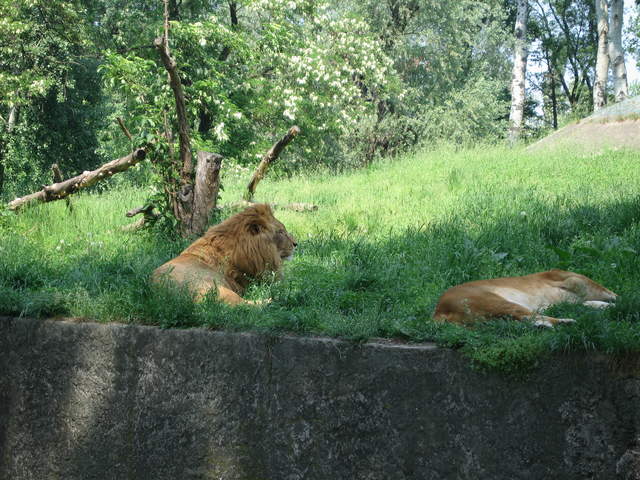 Lions at Warsaw Zoo