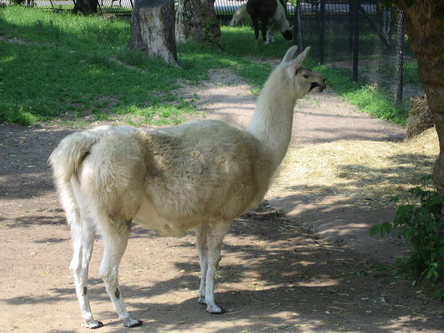 Llama at Warsaw Zoo