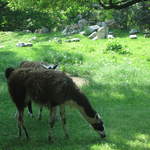Llama at Warsaw Zoo