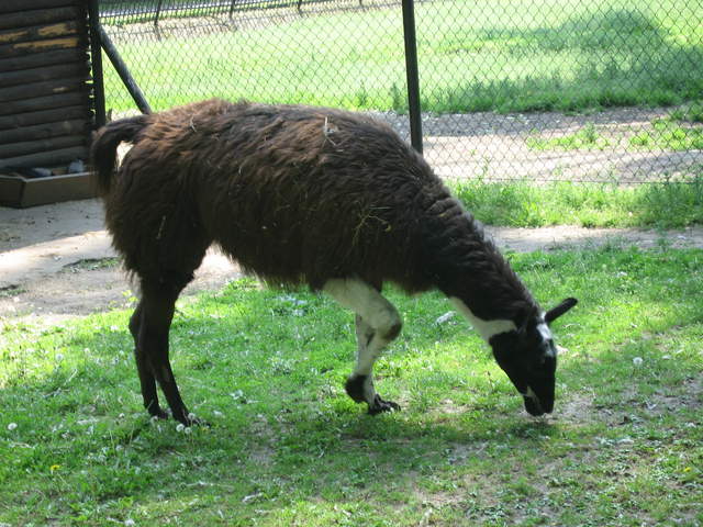 Llama at Warsaw Zoo