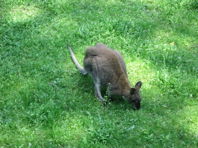 Wallaby at Warsaw Zoo