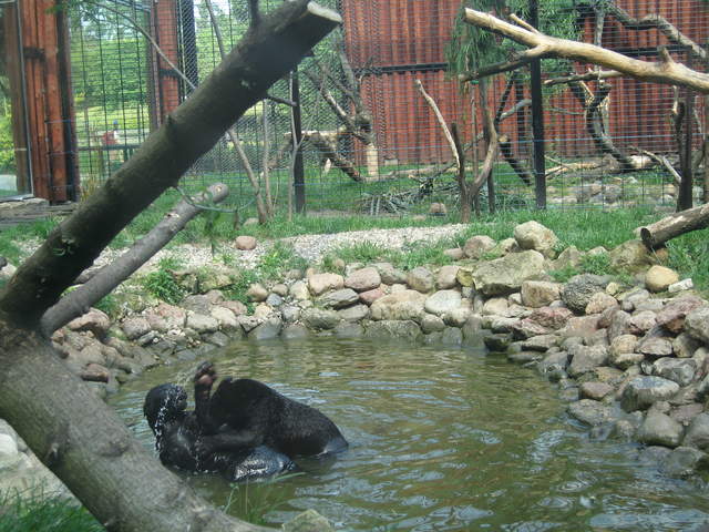 Panther cubs playing at Warsaw Zoo