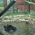 Panther cubs playing at Warsaw Zoo