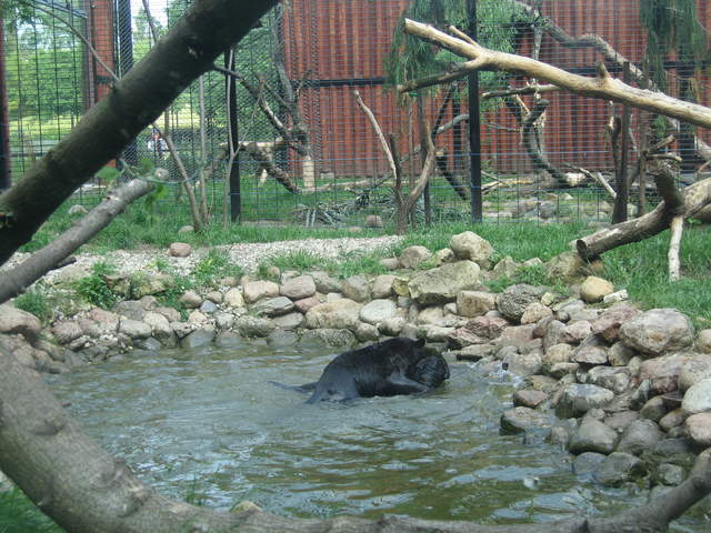 Panther cubs playing at Warsaw Zoo