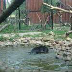 Panther cubs playing at Warsaw Zoo
