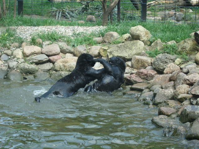 Panther cubs playing at Warsaw Zoo