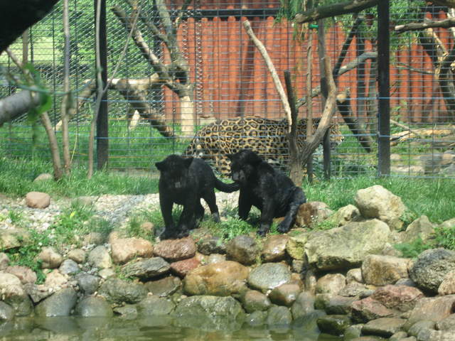 Panther cubs playing at Warsaw Zoo