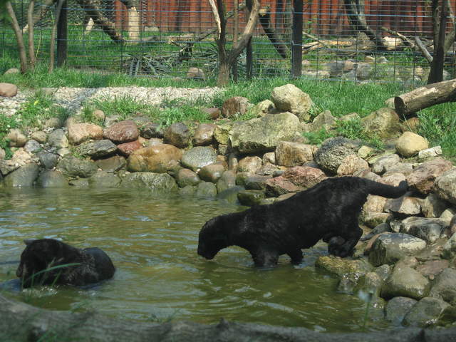 Panther cubs playing at Warsaw Zoo