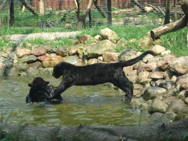 Panther cubs playing at Warsaw Zoo