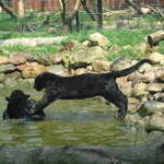 Panther cubs playing at Warsaw Zoo