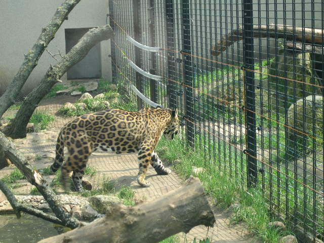 Leopard at Warsaw Zoo