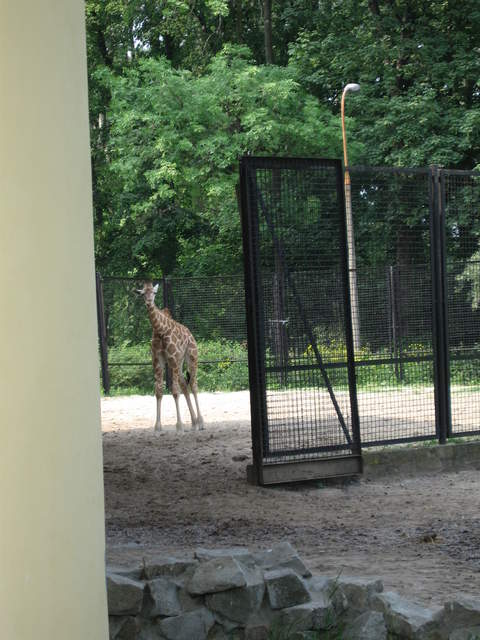 Giraffe at Warsaw Zoo