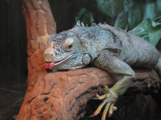 Iguana at Warsaw Zoo