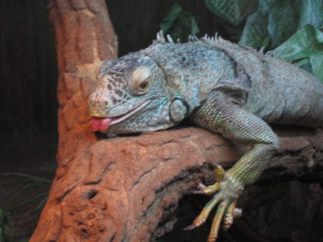 Iguana at Warsaw Zoo